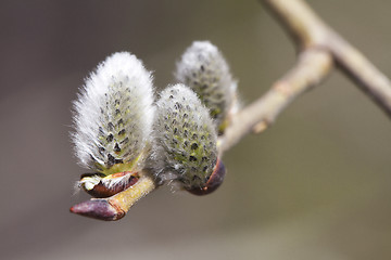 Image showing Pussy-willow