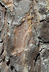 Image showing Pine bark