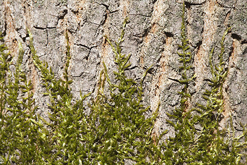 Image showing Moss on a tree