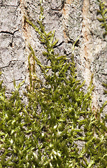 Image showing Moss on a tree