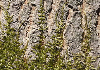 Image showing Moss on a tree