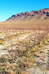 Image showing brown bush  in    valley  morocco    vites  dry mountain  