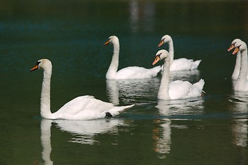 Image showing Swans on a lake