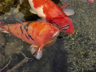 Image showing Koi Fish, peeking