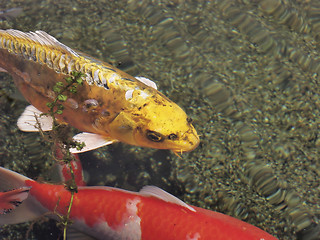 Image showing Yellow Koi Swimming
