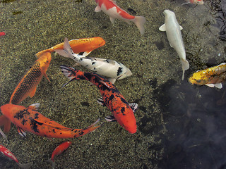 Image showing Koi Fish School