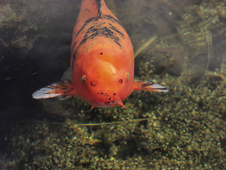 Image showing Nosey Orange Koi Fish