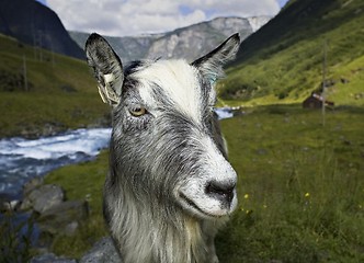 Image showing Goat