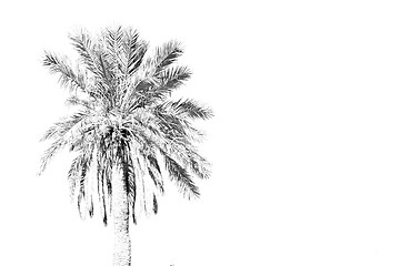 Image showing tropical palm in morocco africa alone and the sky