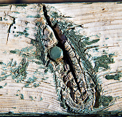 Image showing metal nail dirty stripped paint in the brown wood door and rusty