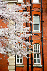 Image showing tree  window in europe  wall     and      historical 