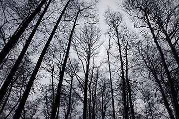 Image showing Bare trees