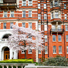 Image showing tree  window in europe london  red brick wall     and      histo