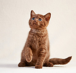 Image showing british short hair kitten