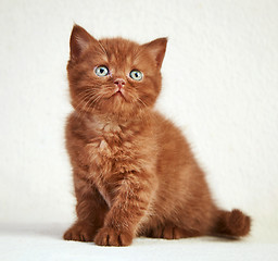 Image showing british short hair kitten