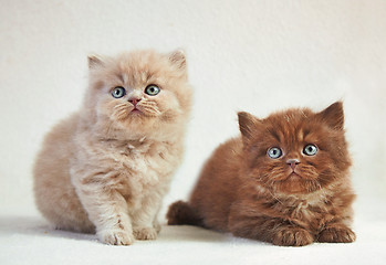 Image showing British long hair kittens