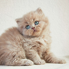 Image showing British long hair kitten