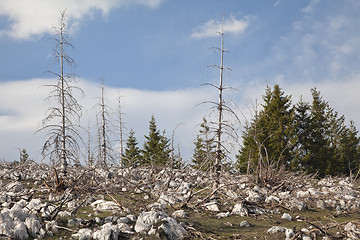 Image showing Dead forest in the mountains