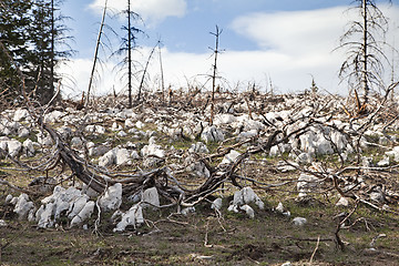 Image showing Dead forest in the mountains