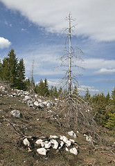 Image showing Dead forest in the mountains