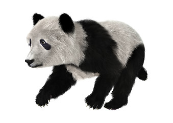 Image showing Panda Bear Cub