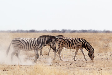 Image showing Zebra on dusty white sand