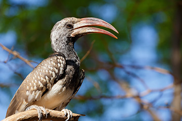 Image showing Yellow-billed Hornbill sitting on a branch and rest