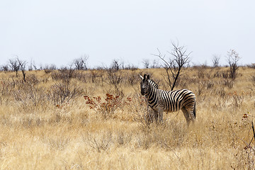 Image showing Zebra in african bush