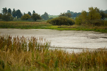 Image showing reeds at the pond, autumn scene