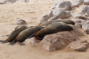 Image showing sea lions in Cape Cross, Namibia, wildlife