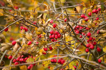 Image showing wild rosehips in nature, beautiful background