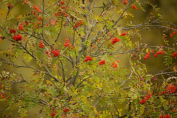 Image showing tree of Rowan Berries (Sorbus aucuparia)