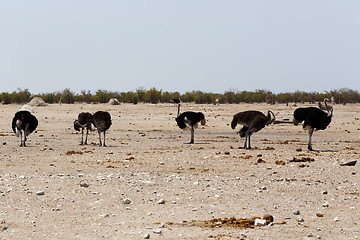 Image showing Ostrich Struthio camelus, in Etosha, Namibia