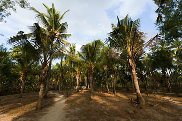 Image showing coco-palm tree forrest, Bali, Nusa Penida, Indonesia