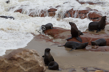 Image showing sea lions in Cape Cross, Namibia, wildlife