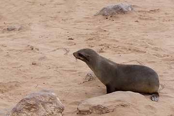 Image showing sea lions in Cape Cross, Namibia, wildlife