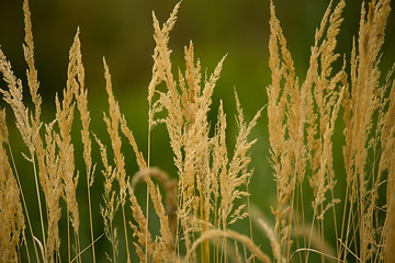 Image showing Close-up of yellow autumn grass after dry summer