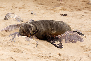 Image showing sea lions in Cape Cross, Namibia, wildlife