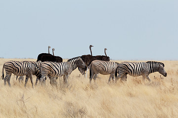 Image showing Zebra and ostrich in african bush