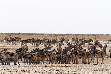 Image showing crowded waterhole with zebras, springbok and orix