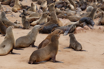 Image showing sea lions in Cape Cross, Namibia, wildlife