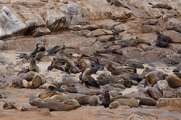 Image showing sea lions in Cape Cross, Namibia, wildlife