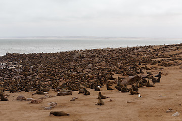 Image showing sea lions in Cape Cross, Namibia, wildlife