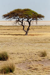 Image showing Large Acacia tree in the open savanna plains Africa