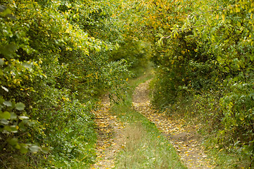 Image showing Country road through rich deciduous forest