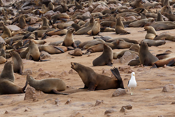 Image showing sea lions in Cape Cross, Namibia, wildlife