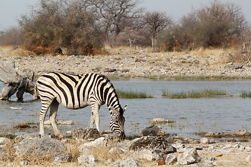 Image showing Zebra in african bush on waterhole