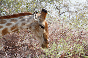 Image showing Giraffa camelopardalis grazing on tree