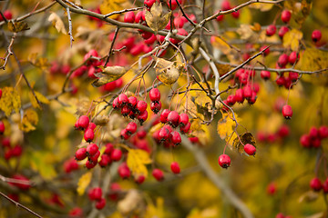 Image showing wild rosehips in nature, beautiful background