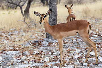 Image showing Portrait of Impala antelope